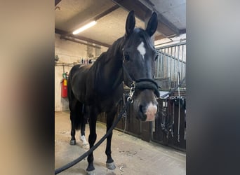 Sportivo Tedesco / Sportivo della Germania, Castrone, 10 Anni, 175 cm, Baio scuro