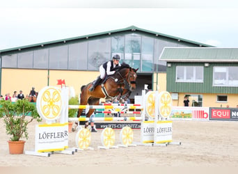 Sportivo Tedesco / Sportivo della Germania, Castrone, 10 Anni, 176 cm, Baio