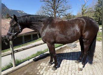 Sportivo Tedesco / Sportivo della Germania, Castrone, 10 Anni, 180 cm, Morello