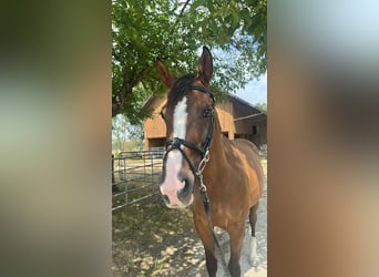 Sportivo Tedesco / Sportivo della Germania, Castrone, 11 Anni, 165 cm, Baio scuro
