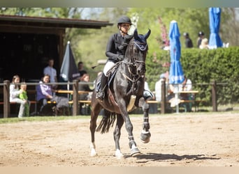 Sportivo Tedesco / Sportivo della Germania, Castrone, 11 Anni, 165 cm, Morello