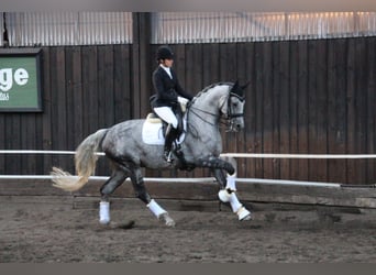 Sportivo Tedesco / Sportivo della Germania, Castrone, 11 Anni, 168 cm, Grigio trotinato