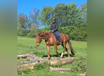 Sportivo Tedesco / Sportivo della Germania, Castrone, 11 Anni, 168 cm, Sauro