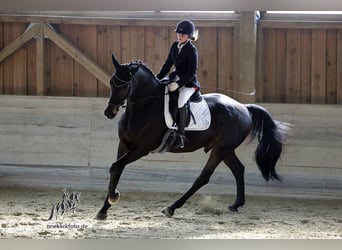 Sportivo Tedesco / Sportivo della Germania, Castrone, 11 Anni, 170 cm, Baio nero