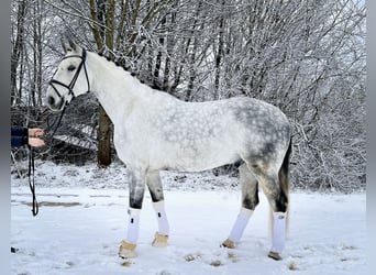 Sportivo Tedesco / Sportivo della Germania, Castrone, 11 Anni, 170 cm, Grigio