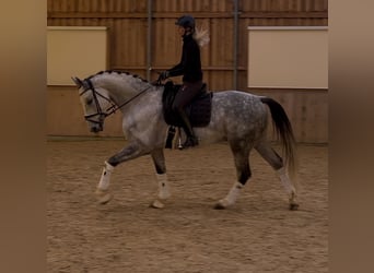Sportivo Tedesco / Sportivo della Germania, Castrone, 11 Anni, 170 cm, Grigio