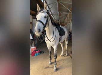 Sportivo Tedesco / Sportivo della Germania, Castrone, 11 Anni, 170 cm, Grigio