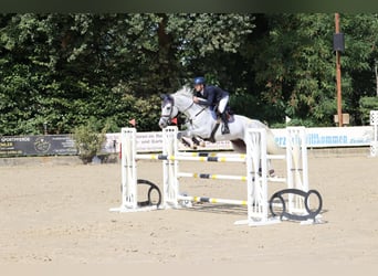 Sportivo Tedesco / Sportivo della Germania, Castrone, 11 Anni, 170 cm, Grigio pezzato