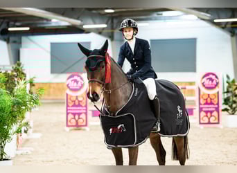 Sportivo Tedesco / Sportivo della Germania, Castrone, 11 Anni, 171 cm, Baio scuro