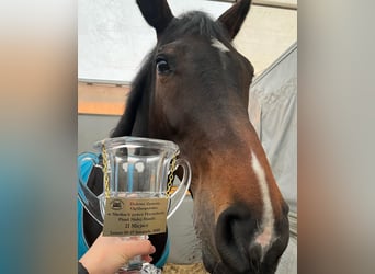 Sportivo Tedesco / Sportivo della Germania, Castrone, 11 Anni, 171 cm, Baio scuro