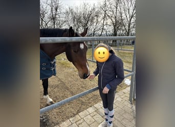 Sportivo Tedesco / Sportivo della Germania, Castrone, 11 Anni, 172 cm, Baio