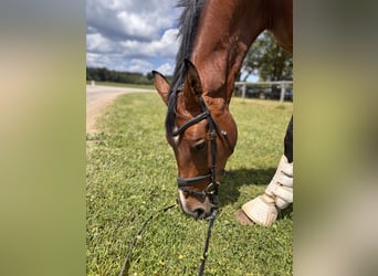 Sportivo Tedesco / Sportivo della Germania, Castrone, 11 Anni, 172 cm, Baio