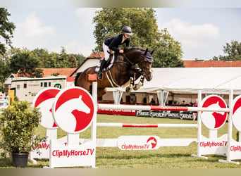 Sportivo Tedesco / Sportivo della Germania, Castrone, 11 Anni, 172 cm, Baio