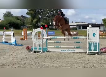 Sportivo Tedesco / Sportivo della Germania, Castrone, 11 Anni, 172 cm, Sauro scuro