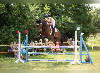 Sportivo Tedesco / Sportivo della Germania, Castrone, 11 Anni, 173 cm, Baio scuro