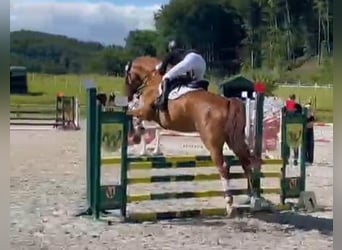 Sportivo Tedesco / Sportivo della Germania, Castrone, 11 Anni, 174 cm, Sauro