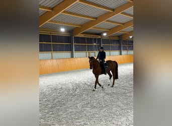 Sportivo Tedesco / Sportivo della Germania, Castrone, 11 Anni, 175 cm, Sauro scuro