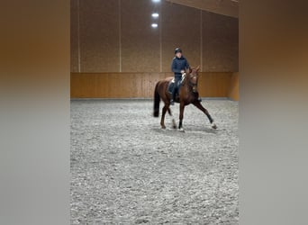 Sportivo Tedesco / Sportivo della Germania, Castrone, 11 Anni, 175 cm, Sauro scuro