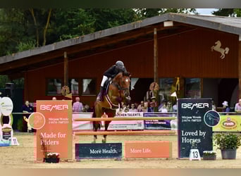 Sportivo Tedesco / Sportivo della Germania, Castrone, 11 Anni, 176 cm, Baio