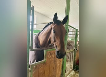 Sportivo Tedesco / Sportivo della Germania, Castrone, 11 Anni, 178 cm, Baio