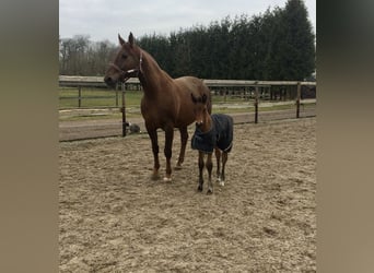 Sportivo Tedesco / Sportivo della Germania, Castrone, 11 Anni, 178 cm, Baio