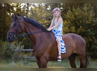 Sportivo Tedesco / Sportivo della Germania, Castrone, 12 Anni, 167 cm, Baio