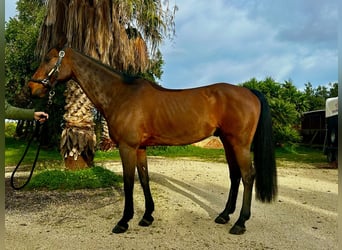 Sportivo Tedesco / Sportivo della Germania, Castrone, 12 Anni, 167 cm