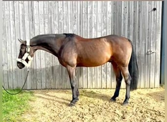 Sportivo Tedesco / Sportivo della Germania, Castrone, 12 Anni, 167 cm