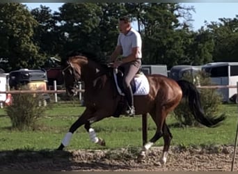 Sportivo Tedesco / Sportivo della Germania, Castrone, 12 Anni, 170 cm, Baio