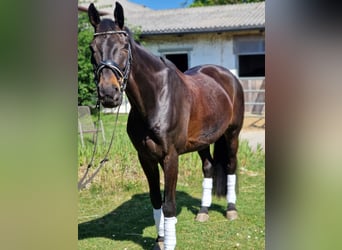 Sportivo Tedesco / Sportivo della Germania, Castrone, 12 Anni, 170 cm, Baio nero