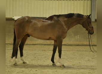 Sportivo Tedesco / Sportivo della Germania, Castrone, 13 Anni, 167 cm, Baio