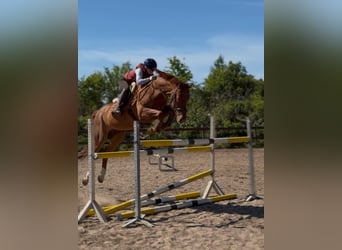 Sportivo Tedesco / Sportivo della Germania, Castrone, 13 Anni, 168 cm, Sauro