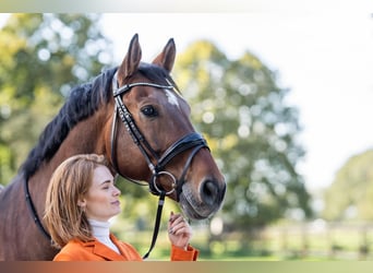 Sportivo Tedesco / Sportivo della Germania, Castrone, 13 Anni, 169 cm, Baio scuro