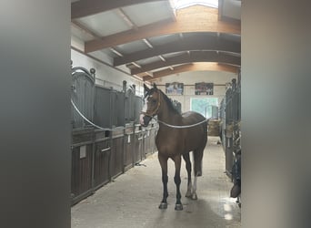 Sportivo Tedesco / Sportivo della Germania, Castrone, 13 Anni, 180 cm, Baio