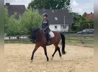 Sportivo Tedesco / Sportivo della Germania, Castrone, 14 Anni, 161 cm, Baio