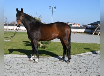 Sportivo Tedesco / Sportivo della Germania, Castrone, 14 Anni, 168 cm, Baio