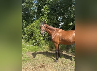 Sportivo Tedesco / Sportivo della Germania, Castrone, 14 Anni, 170 cm, Baio