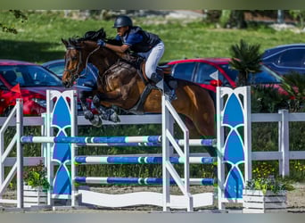 Sportivo Tedesco / Sportivo della Germania, Castrone, 14 Anni, 170 cm, Baio ciliegia