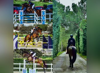 Sportivo Tedesco / Sportivo della Germania, Castrone, 14 Anni, 170 cm, Baio ciliegia