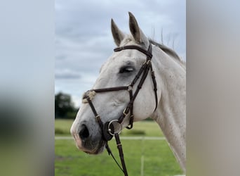 Sportivo Tedesco / Sportivo della Germania, Castrone, 14 Anni, 176 cm, Grigio