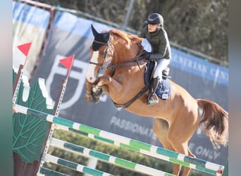 Sportivo Tedesco / Sportivo della Germania, Castrone, 14 Anni