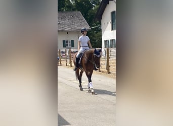 Sportivo Tedesco / Sportivo della Germania, Castrone, 15 Anni, 167 cm, Baio