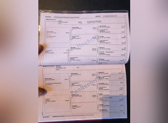 Sportivo Tedesco / Sportivo della Germania, Castrone, 16 Anni, 170 cm, Morello