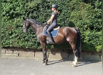 Sportivo Tedesco / Sportivo della Germania, Castrone, 16 Anni, 170 cm, Morello