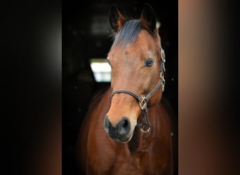 Sportivo Tedesco / Sportivo della Germania, Castrone, 19 Anni, 167 cm, Baio