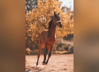 Sportivo Tedesco / Sportivo della Germania, Castrone, 2 Anni, 169 cm, Baio chiaro
