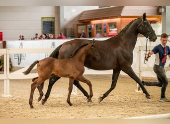 Sportivo Tedesco / Sportivo della Germania, Castrone, 2 Anni, Morello