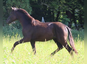 Sportivo Tedesco / Sportivo della Germania, Castrone, 3 Anni, 155 cm, Morello