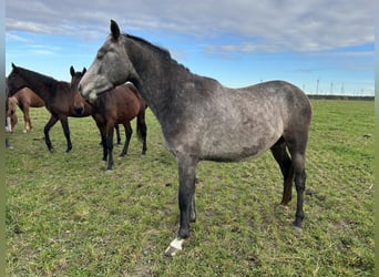 Sportivo Tedesco / Sportivo della Germania, Castrone, 3 Anni, 156 cm, Grigio