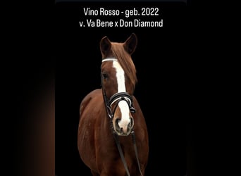 Sportivo Tedesco / Sportivo della Germania, Castrone, 3 Anni, 156 cm, Sauro